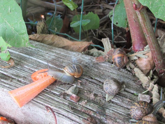 Petit escargot,porte sur son dos,sa maisonnette ...