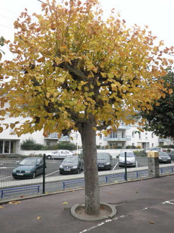 Rentrée d'automne