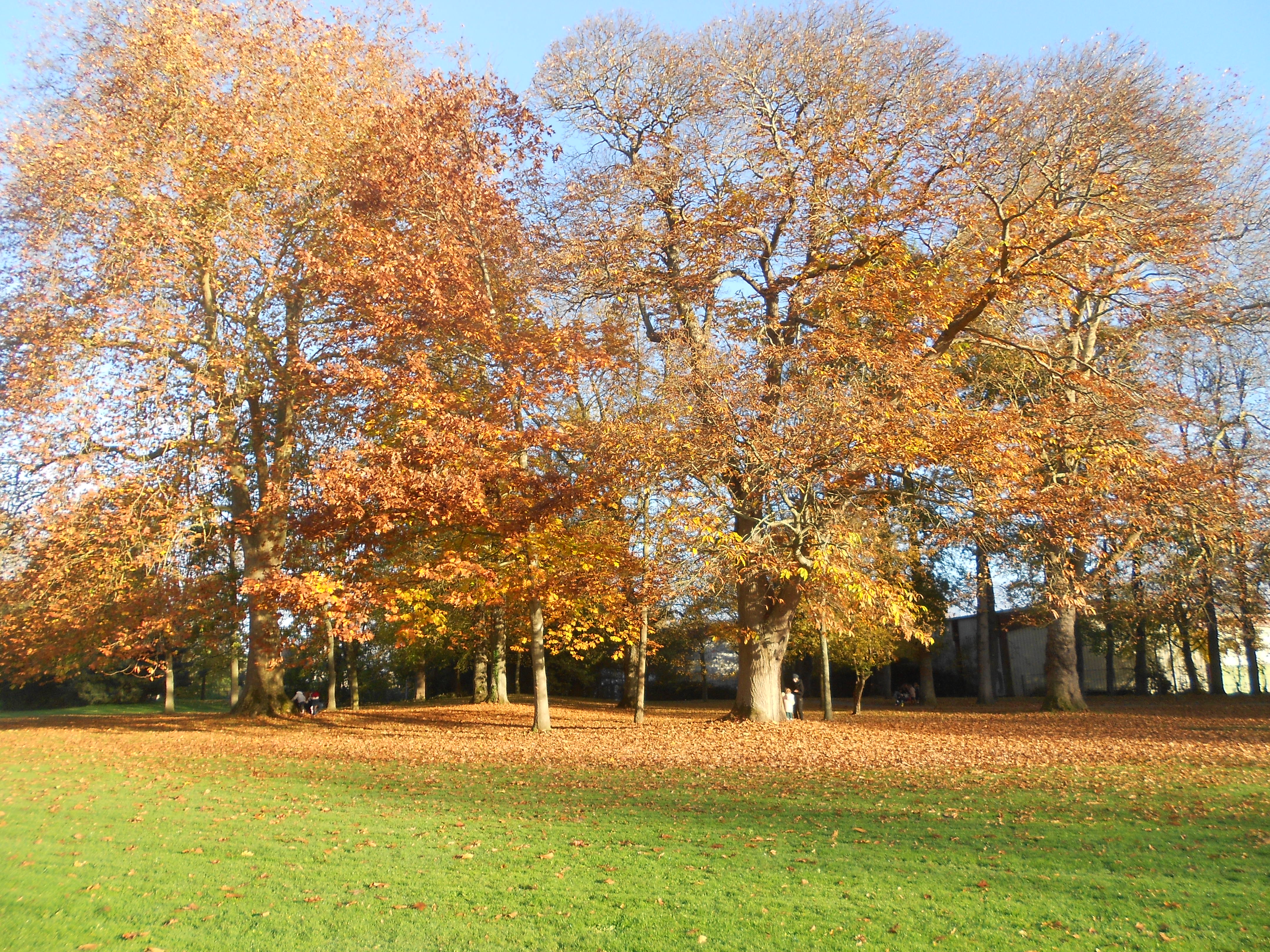 Les MS au  Parc de la Fossette Les MS au  Parc de la Fossette