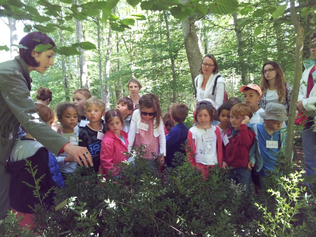 Sortie scolaire à la forêt de Balleroy