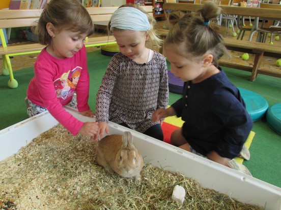 Un lapin à l'école !