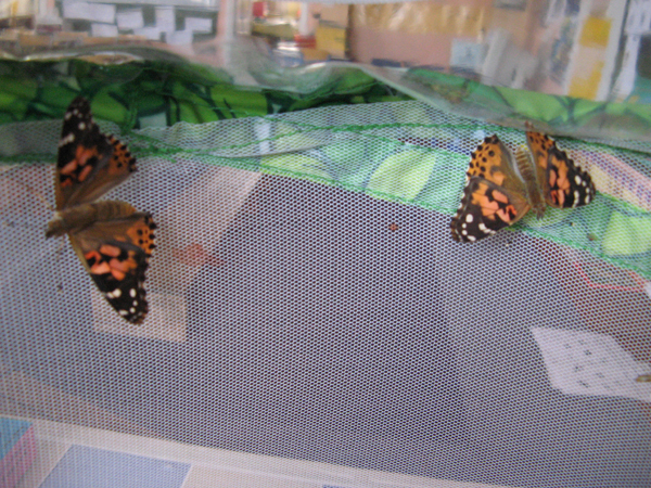 Le grand jour est arrivé ! Le grand jour est arrivé !