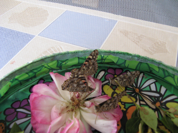 Le grand jour est arrivé ! Le grand jour est arrivé !