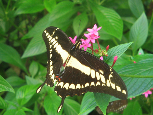 Sortie scolaire à Honfleur Sortie scolaire à Honfleur