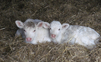 Visite de la Ferme Vergy