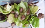 Elevage d'escargots Elevage d'escargots