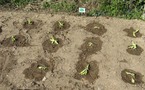 Jardinage en maternelle