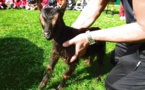 Deux petits chevreaux à l'école.