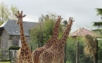 Les girafes au zoo de Jurques