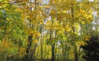 Promenons-nous dans le bois... Promenons-nous dans le bois...