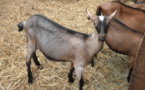 Visite à la chèvrerie. Visite à la chèvrerie.