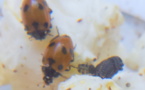 Voici nos coccinelles !