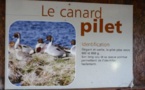 LEs GS/CP découvrent les oiseaux du marais de St SAMSON