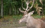 La sortie à la forêt de Grimbosq