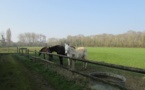 Promenons-nous à la ferme...