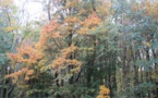 Promenade au Bois de Lébisey