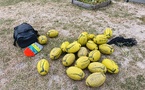 Rugby en MS