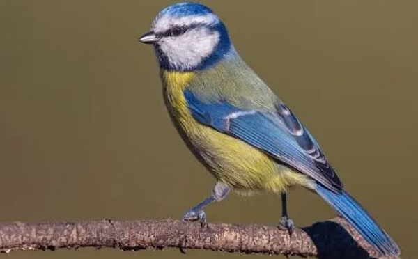 Construction de nichoirs