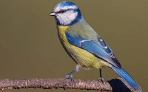 Construction de nichoirs