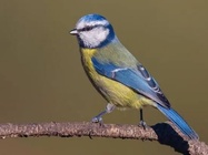 Construction de nichoirs Construction de nichoirs