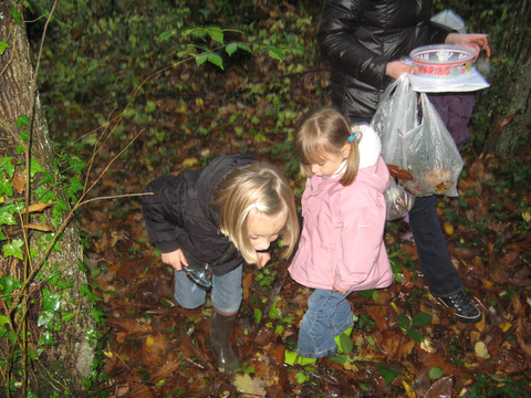 bois 044.jpg bois 044.jpg