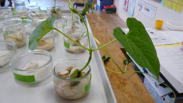 Petites expériences sur la germination