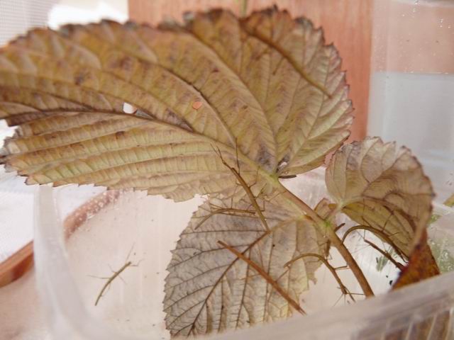 Redimensionnement de P1010387 Redimensionnement de P1010387