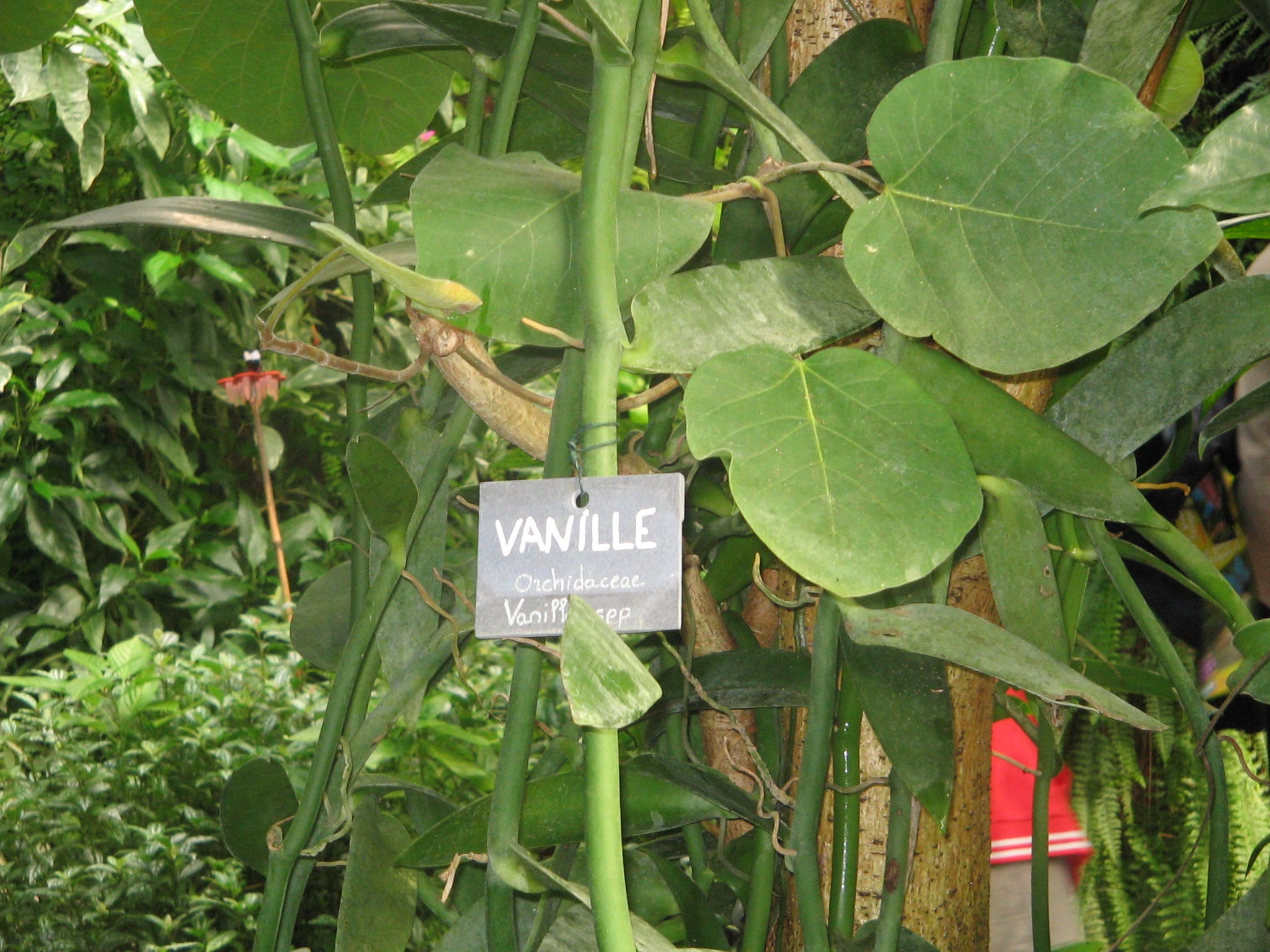 naturospace CE1 naturospace CE1