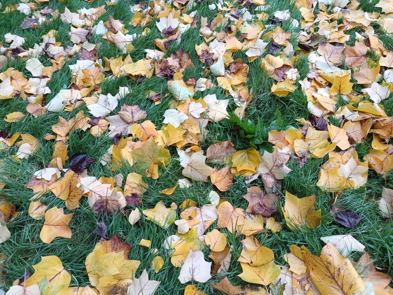 IMG_20241112_095346095 IMG_20241112_095346095