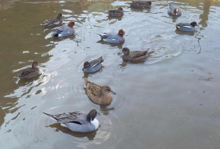 20160419_105659-ConvertImage 20160419_105659-ConvertImage