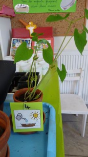 Redimensionnement de Rotation de P1060301 Redimensionnement de Rotation de P1060301