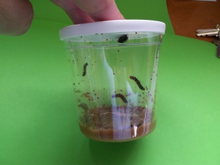 11 (1024x768) 11 (1024x768)