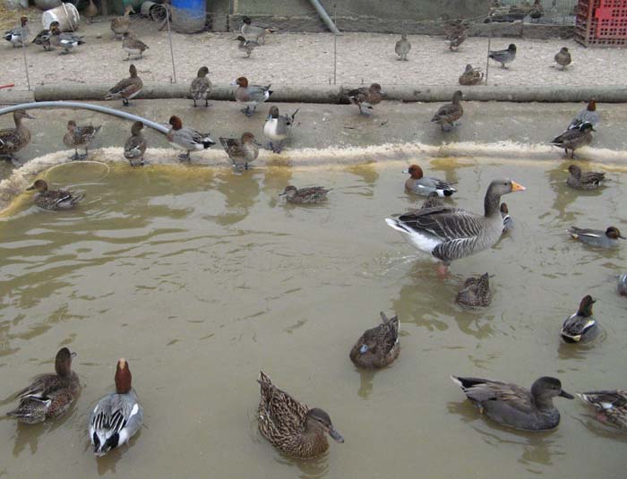 ferme 054.jpg ferme 054.jpg